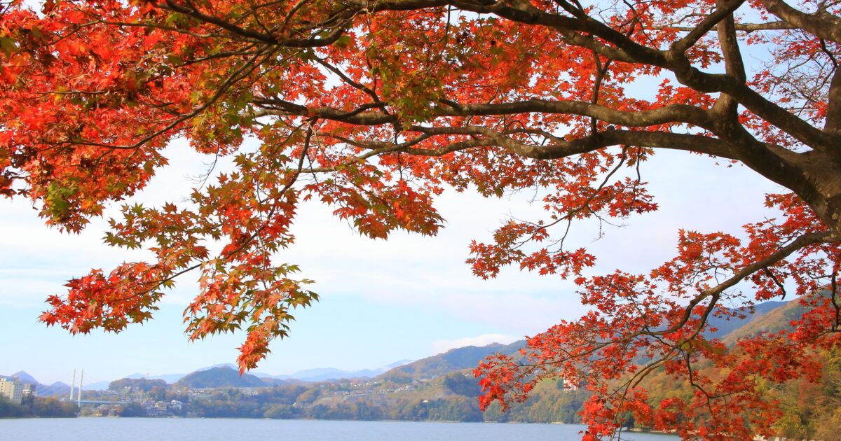 紅葉に彩られた津久井湖の湖畔風景