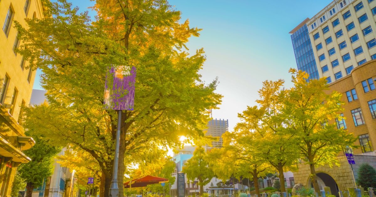 横浜日本大通りのイチョウ並木と秋の風景