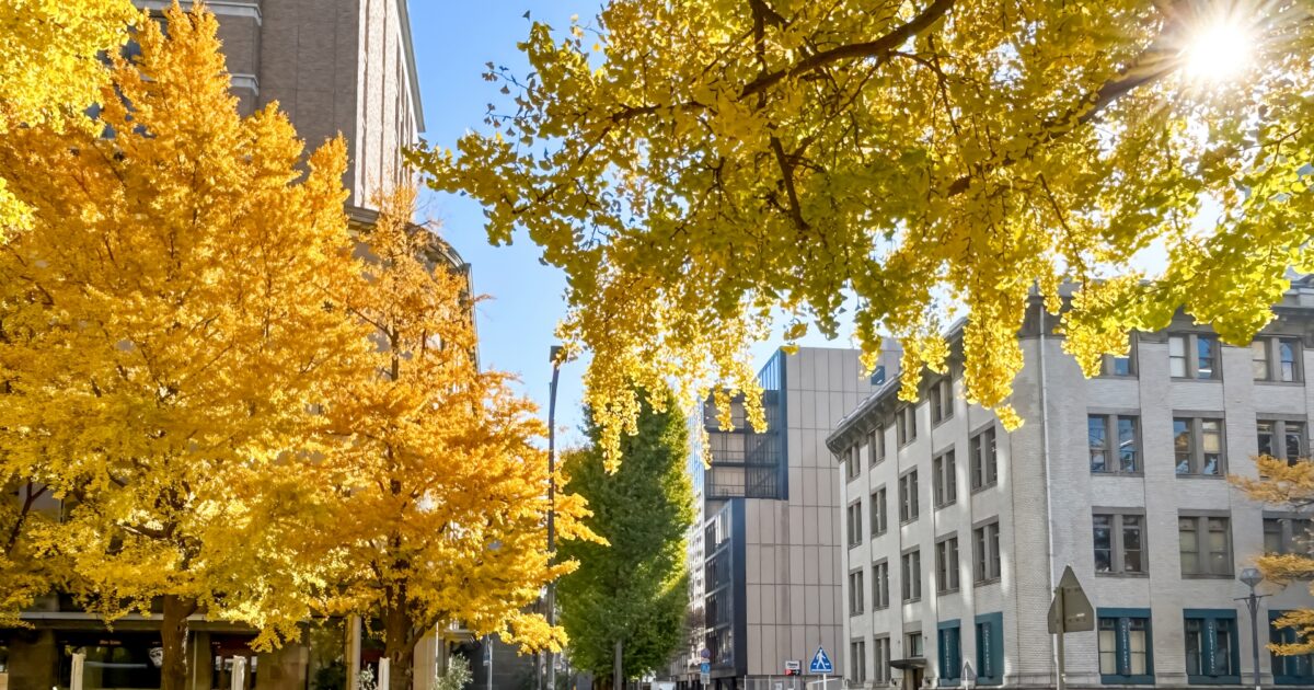 秋の横浜日本大通りの銀杏並木と歴史的建築