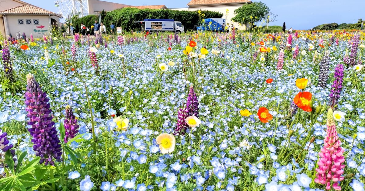 くりはま花の国に咲くルピナスとネモフィラの花畑